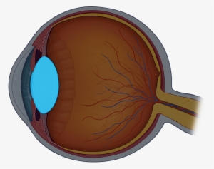 The Lens Is A Transparent Structure Inside The Eye - Eye Structure Png #2525744
