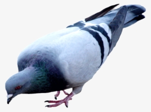 Pigeon Png Picture - Pigeon Png #2526235
