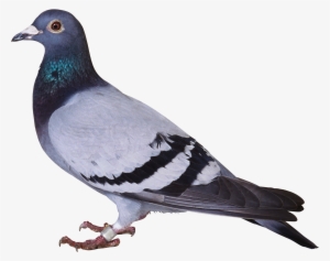 Disney Princess Images Pigeon 1 Hd Wallpaper And Background - Hindi Consonants #2526447