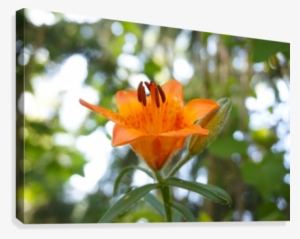 Orange Flower Bokeh Canvas Print - Orange Lily #2527081