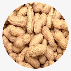 Peanuts Groundnuts - Dry Peanut #2527643