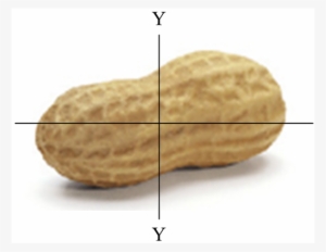 Axial Dimensions Of The Groundnut In-shell - Peanut #2527843