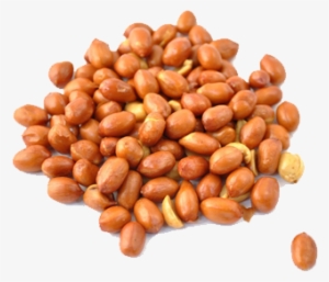 Groundnut Kernels - Peanut #2527869