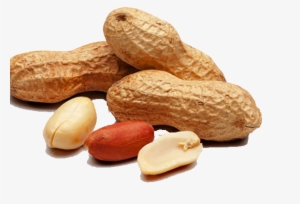 Peanut - Clinical Your Doctor #2528228
