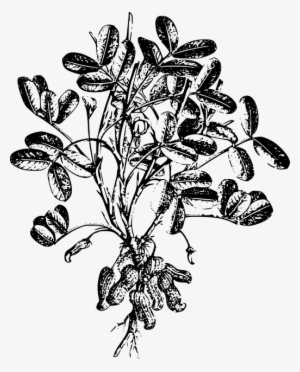 640 Peanut-plant - Gambar Sketsa Kacang Tanah #2528263