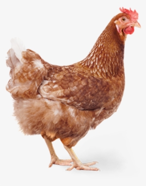 Chicken - Chicken Caesar Salad Meme #2528284