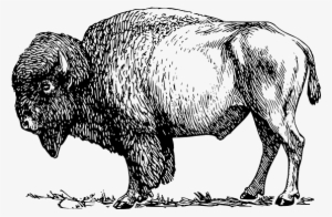 Game Meat Farms In Ottawa - Wild & Free (bison) Canvas Print - Small #2528688