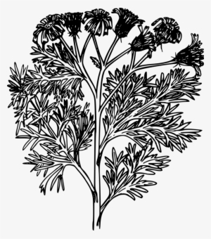 Computer Icons Tansy Stinking Willie Download Plants - Stinking Willie #2531327