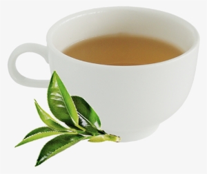 Tea Tree Cafe Hot Tea - Hot Green Tea Png #2533331