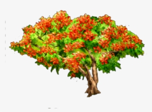 Royal Poinciana Tree - Tree #2534006