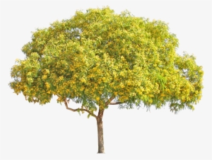 Tipu - Yellow Flower Tree Png #2534060