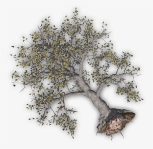 24 Mar 2009 - Uprooted Tree Clipart #2534340