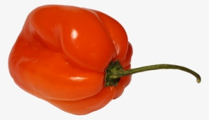 File - Habanero - Habanero Pepper Transparent Background #2534617
