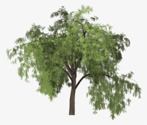 Plants Clipart Sweet Pepper - Pimiento Arbol Png #2534667