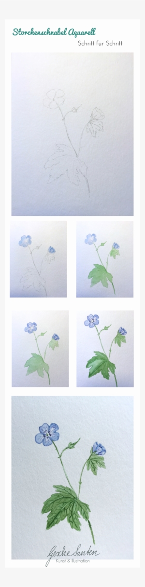 Botanik Für Künstler Wie Kann Floristisches Wissen - Dame’s Rocket #2534719