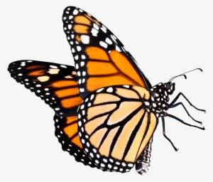 Butterfly Png Five Siting Position #2534931 Butterfly Png Five Siting Position #2534931