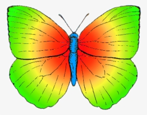 Butterfly Rainbow Colored - Butterfly Colors #2535333