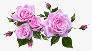 Rose, Flower, Arrangement, Plant - Pink Roses Transparent Background #2535710
