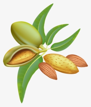 Almond Png Clipart Image - Almond Tree Clipart #2535779
