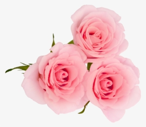 Rose Flower Extract - Natural Flower Pic Png #2535862