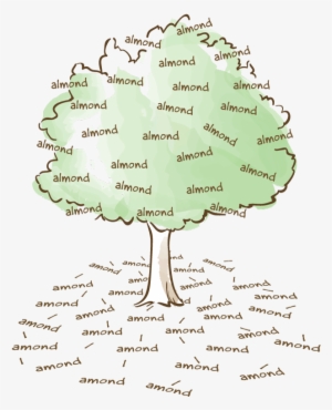 Almonds In The Tree, Amonds On The Ground - Almond Vs Amond #2536145