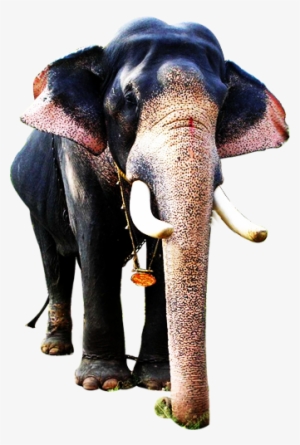 Pullukulangara Ganesa Is The Soul And Fortune Of Travancore - Kerala Elephant Images Png #2537062
