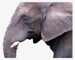 Elephant - Indian Elephant #2537317