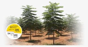 Sweet Reward Of Free Malabar Neem Trees - Melia Dubia #2537683