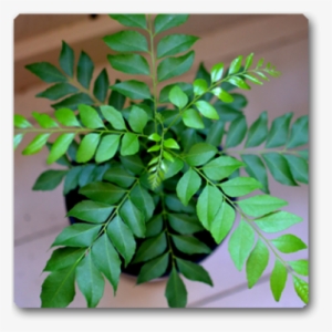 Curry Leaves Plant #2537736