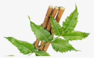 In The Heaven Of 'empyrean' Neem - Neem Png #2537762