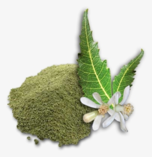 Uses Of Neem Powder - Jalpur Ground Neem Leaf Powder (limda Powder) #2537768