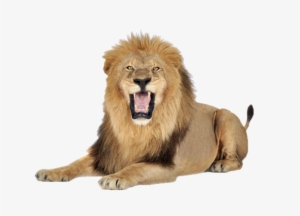 African Lion Png Transparent Image - Lion Roaring White Background #2537833