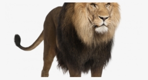 Exclusive Lions Photo Download Lion Png Images Free - Lion Standing Images Hd #2537904