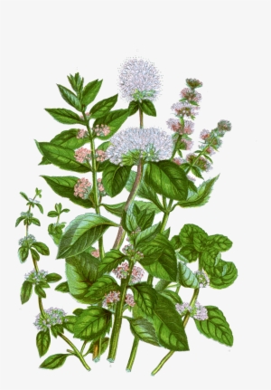 Mint Botanical Illustration #2538090