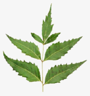 Neem Oil Is Avaiable In 100ml, 250 Ml, 500 Ml, 1 Litre, - Neem Leaf Png #2538220