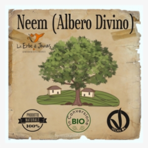Le Erbe Di Janas - Neem (albero Divino) #2538436
