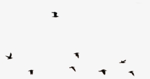 Flying Birds Images Png - Flock #2539767 Flying Birds Images Png - Flock #2539767