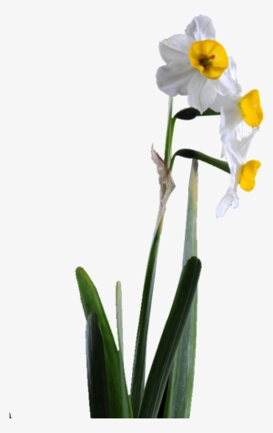 Beautiful Pink Flower Hd Png - High-definition Video #2540712