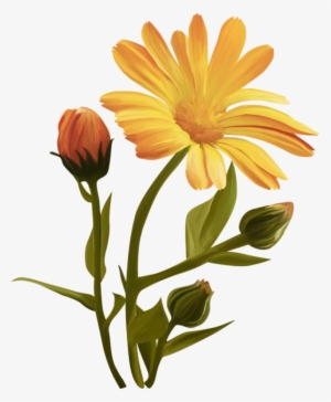 Common Sunflower #2541026