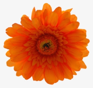Now Only $19 - Orange Hibiscus Flower Png #2541030