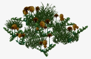 Aztec Marigold - Bouquet #2541070