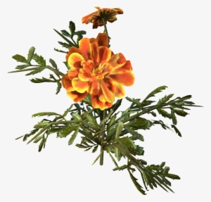Marigold - Wiki #2541073