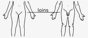 Loin In Human Body #2541416