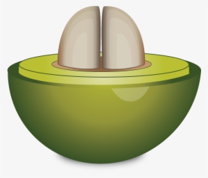 Cross Section Of Unripe Coffee Cherry - Coffee Cherry Tea #2541447