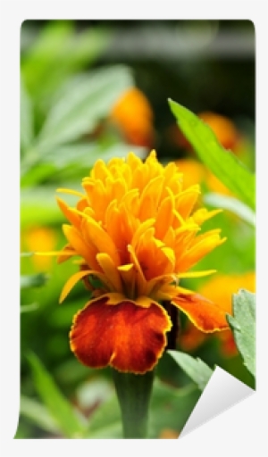 Marigold #2541771