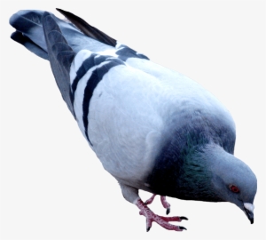 Free Png Street Pigeon Png Images Transparent - Pigeon Png #2541937