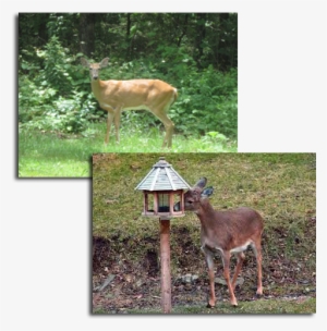 Deer Management/control Is One Of The Most Challenging - Pittsburgh #2543768