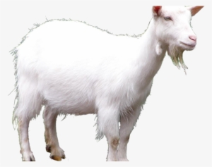 Goat Png Transparent Images - Toriel X Asgore Undertail #2544109