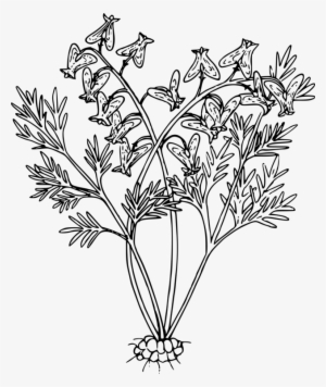 Wildflower Black And White Cut Flowers Plants - Line Art #2546766