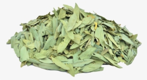 Senna ملکی Png Cassia Acutifolia Benefits #2546807